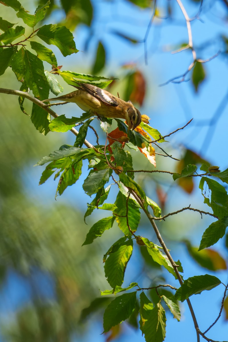 Rose-breasted Grosbeak - ML643025534