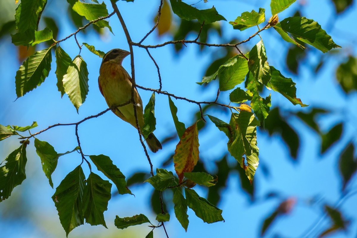 Rose-breasted Grosbeak - ML643025535