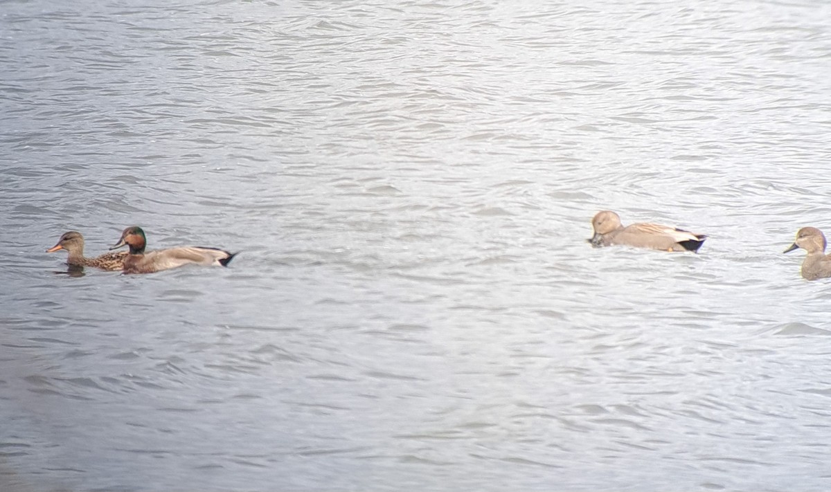 Gadwall x Mallard (hybrid) - ML643025558