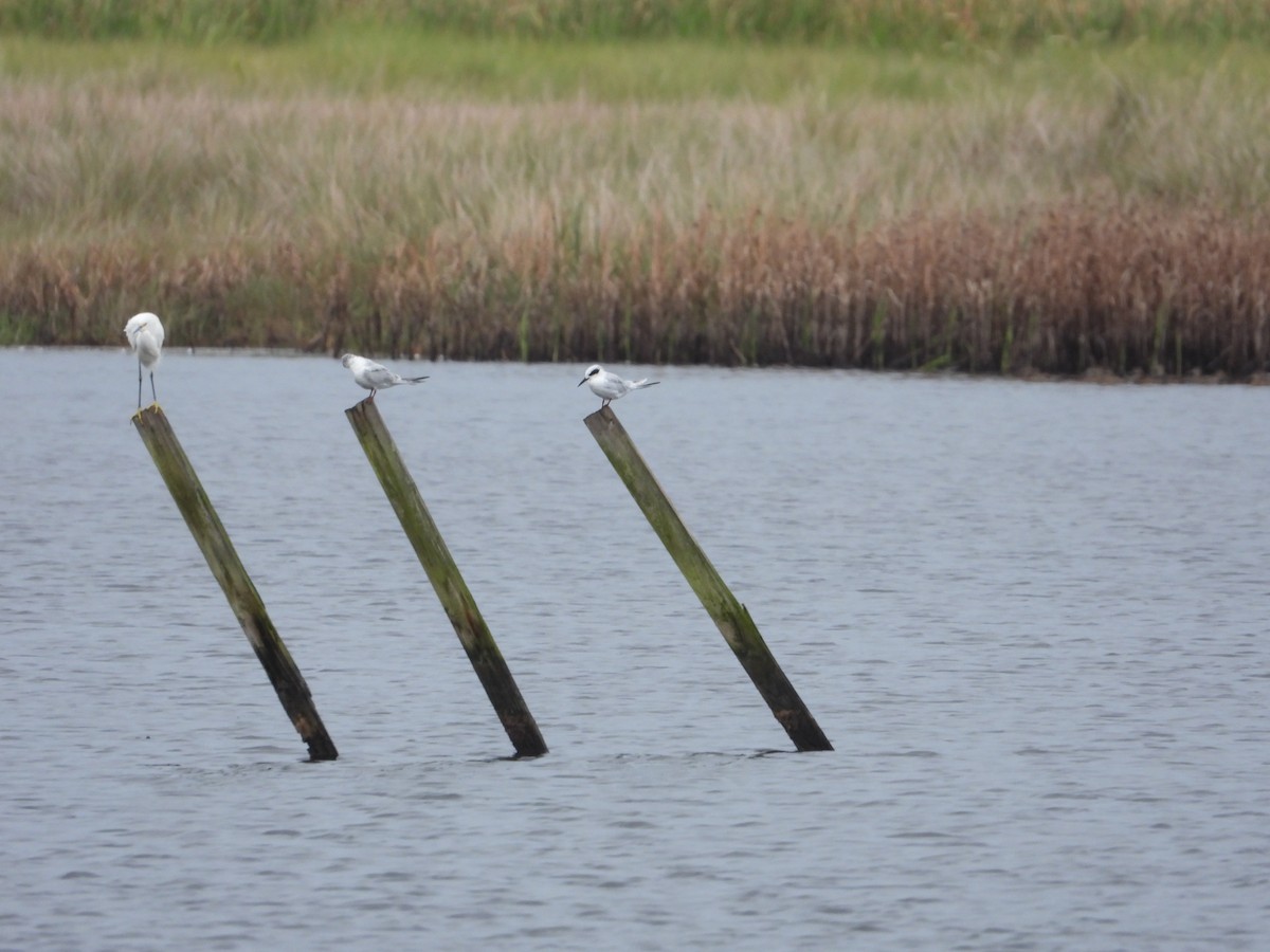 Forster's Tern - ML643025575