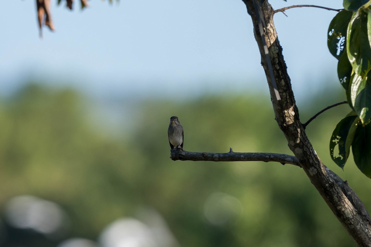 Asian Brown Flycatcher (Northern) - ML643025576