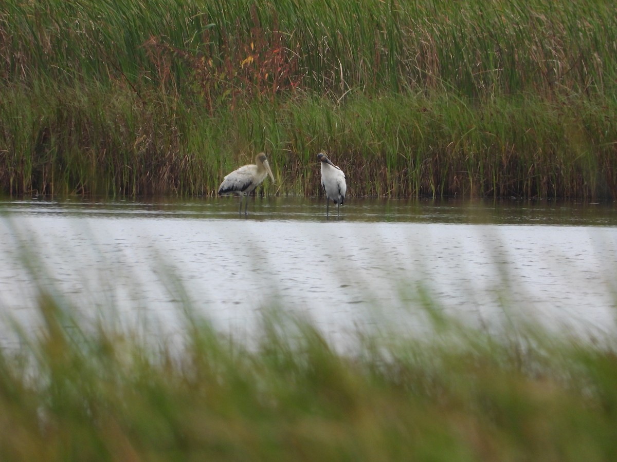amerikastork - ML643025599