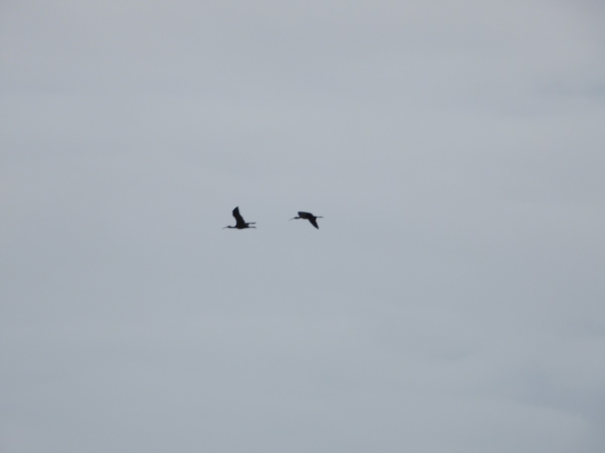 bronseibis - ML643025608