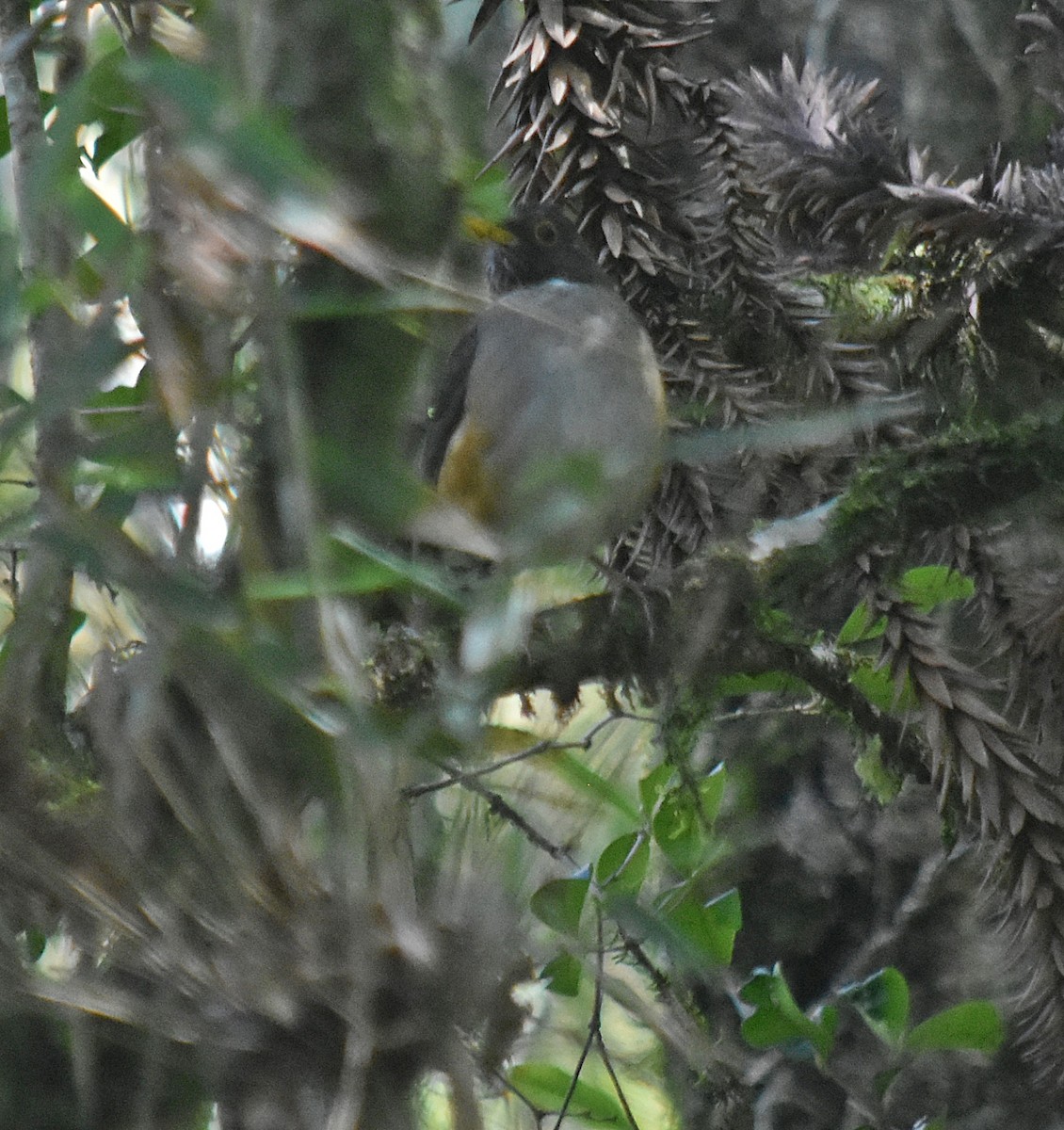 White-necked Thrush - ML643025654