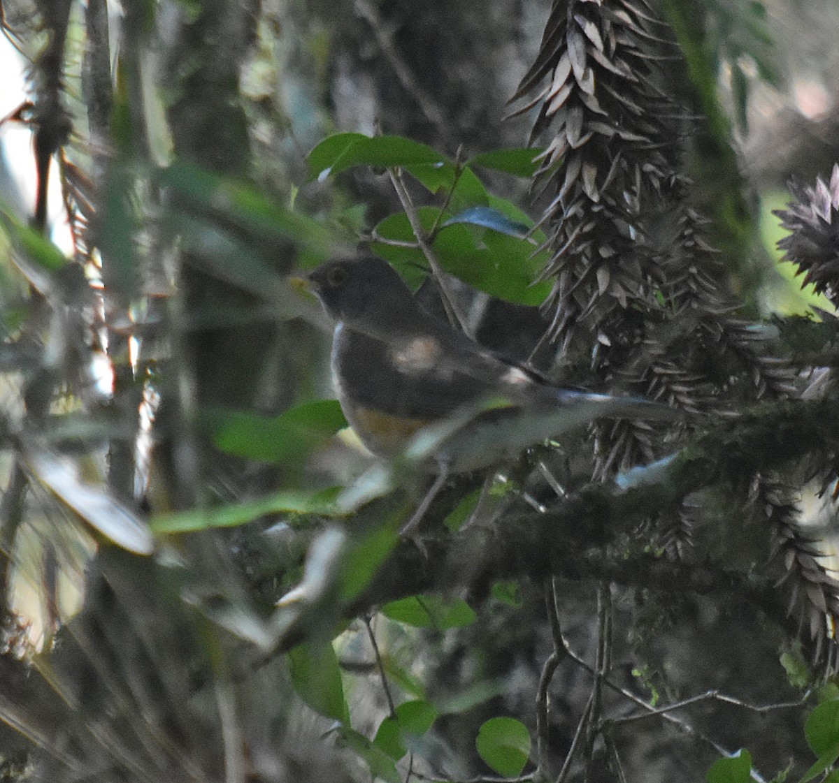 White-necked Thrush - ML643025655