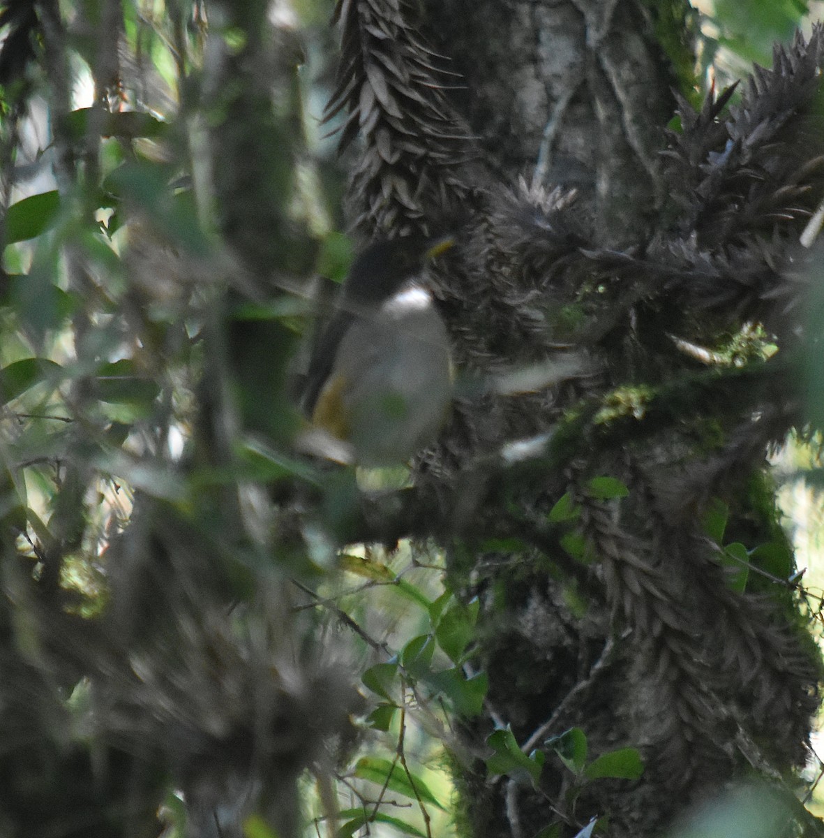 White-necked Thrush - ML643025656