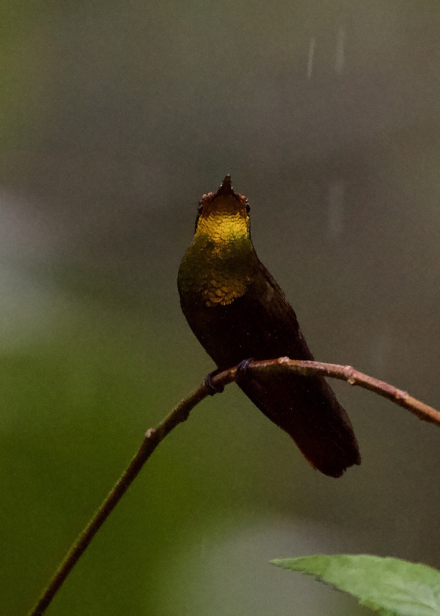 Colibrí Rubí - ML643025667