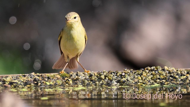 Willow Warbler - ML643025671