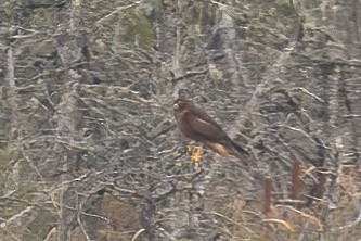 Northern Harrier - Mitch (Michel) Doucet