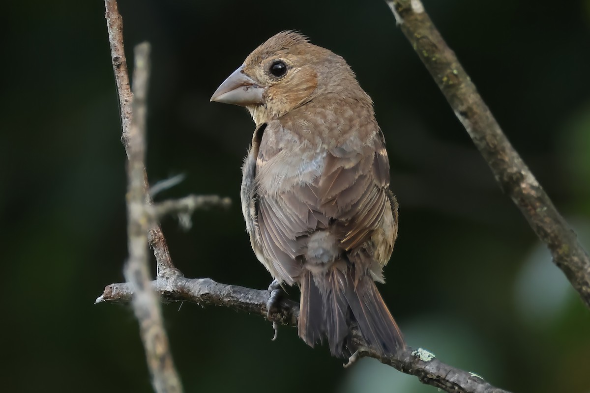 Blue Grosbeak - ML643025679