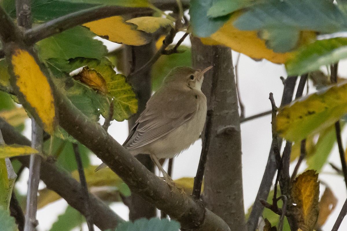 Marsh Warbler - ML643025692
