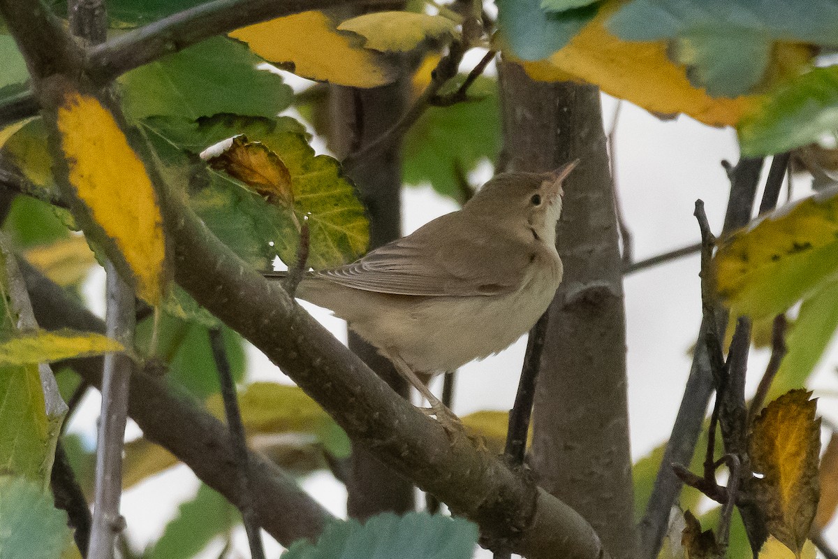 Marsh Warbler - ML643025693