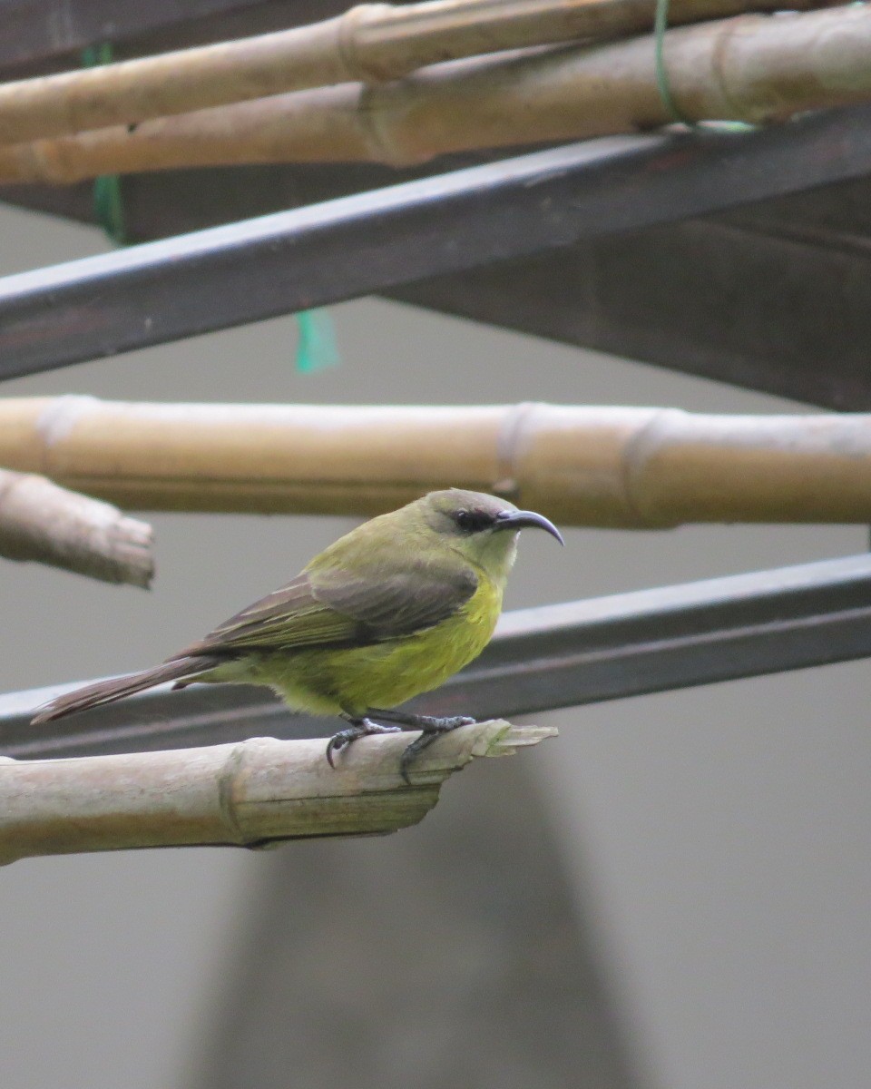 Bronze Sunbird - ML643025699