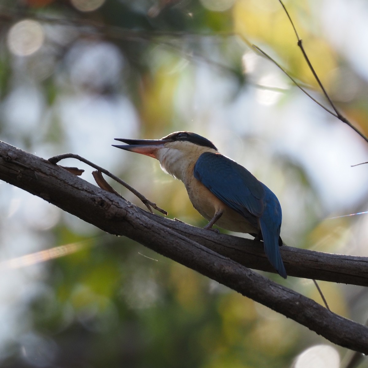 Sacred Kingfisher - ML643025720