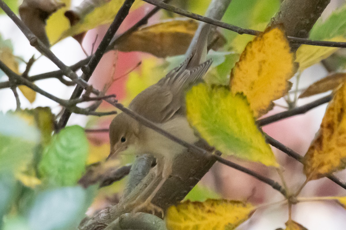 Marsh Warbler - ML643025721