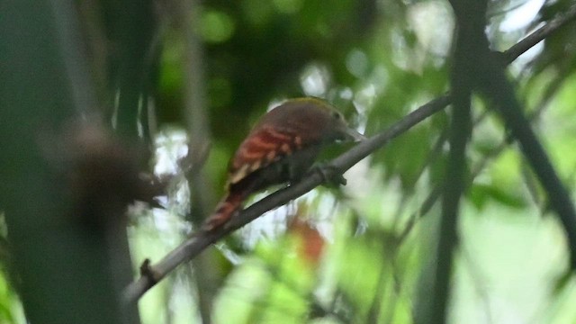 Pale-headed Woodpecker - ML643025722
