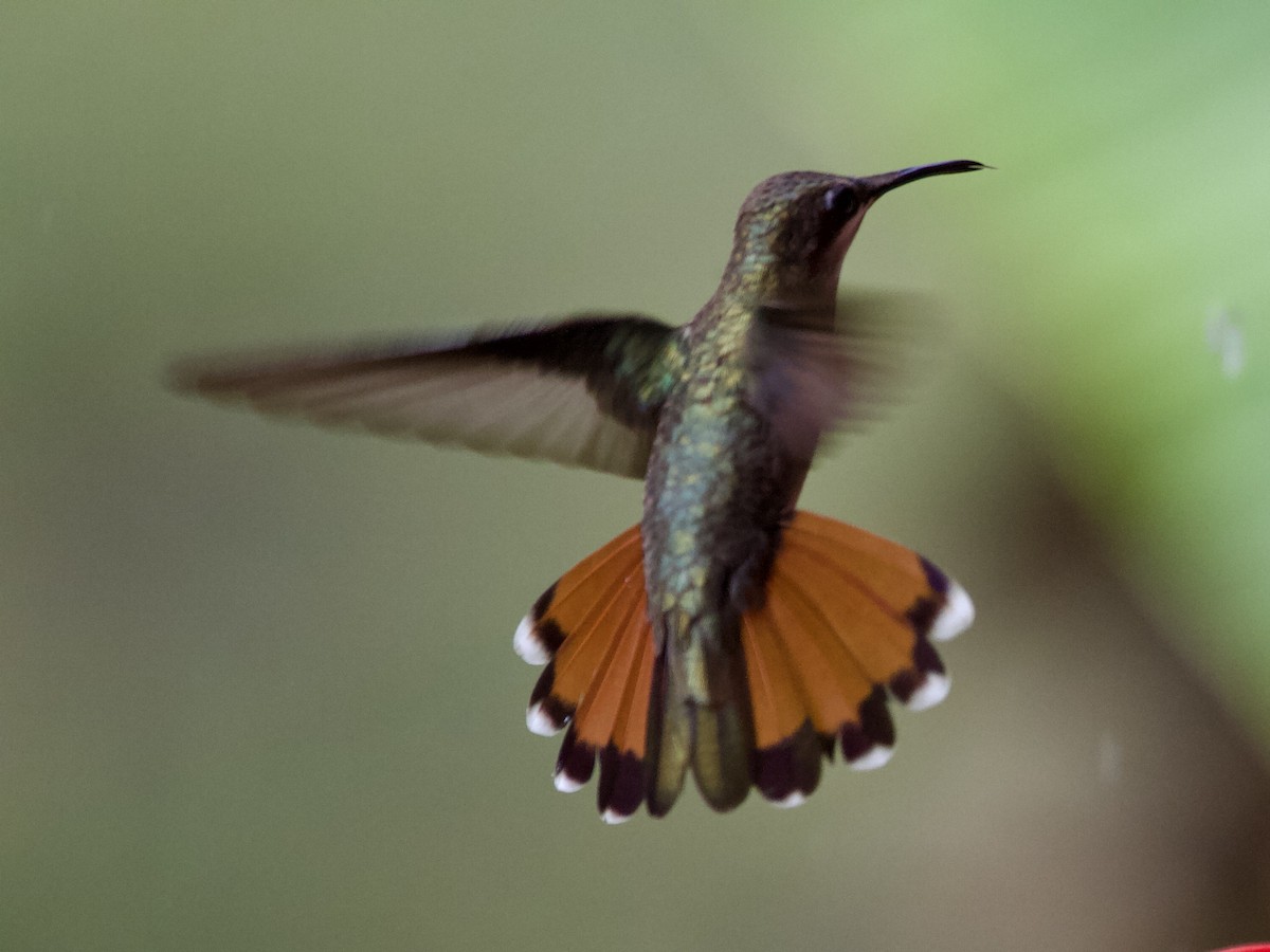 Colibrí Rubí - ML643025726