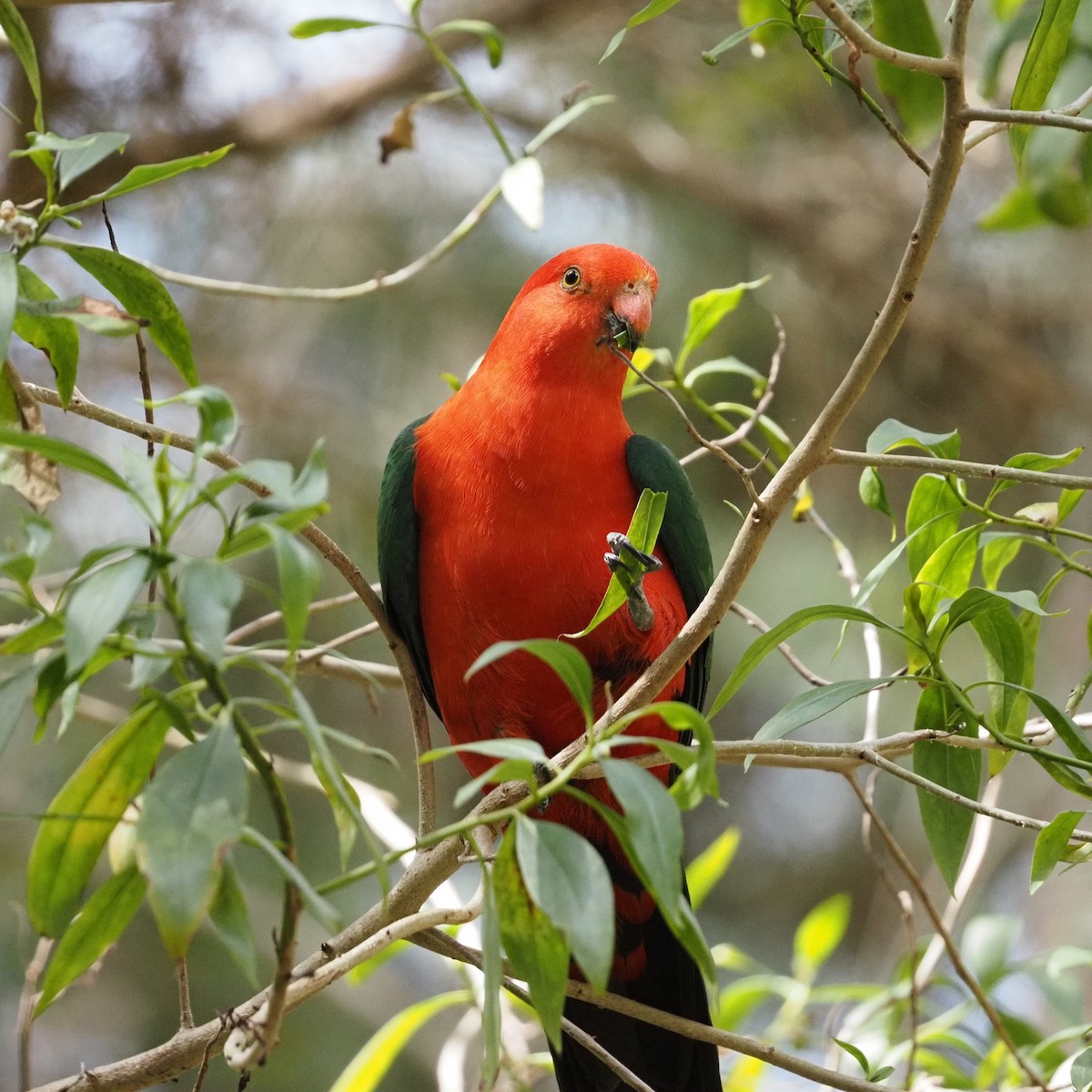 Australian King-Parrot - ML643025727