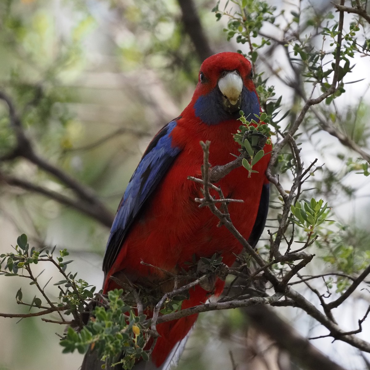Crimson Rosella - ML643025728