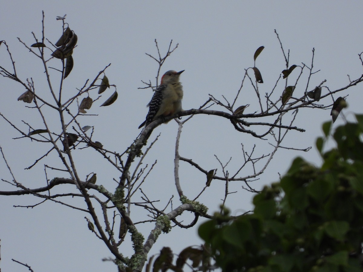 Red-bellied Woodpecker - ML643025736
