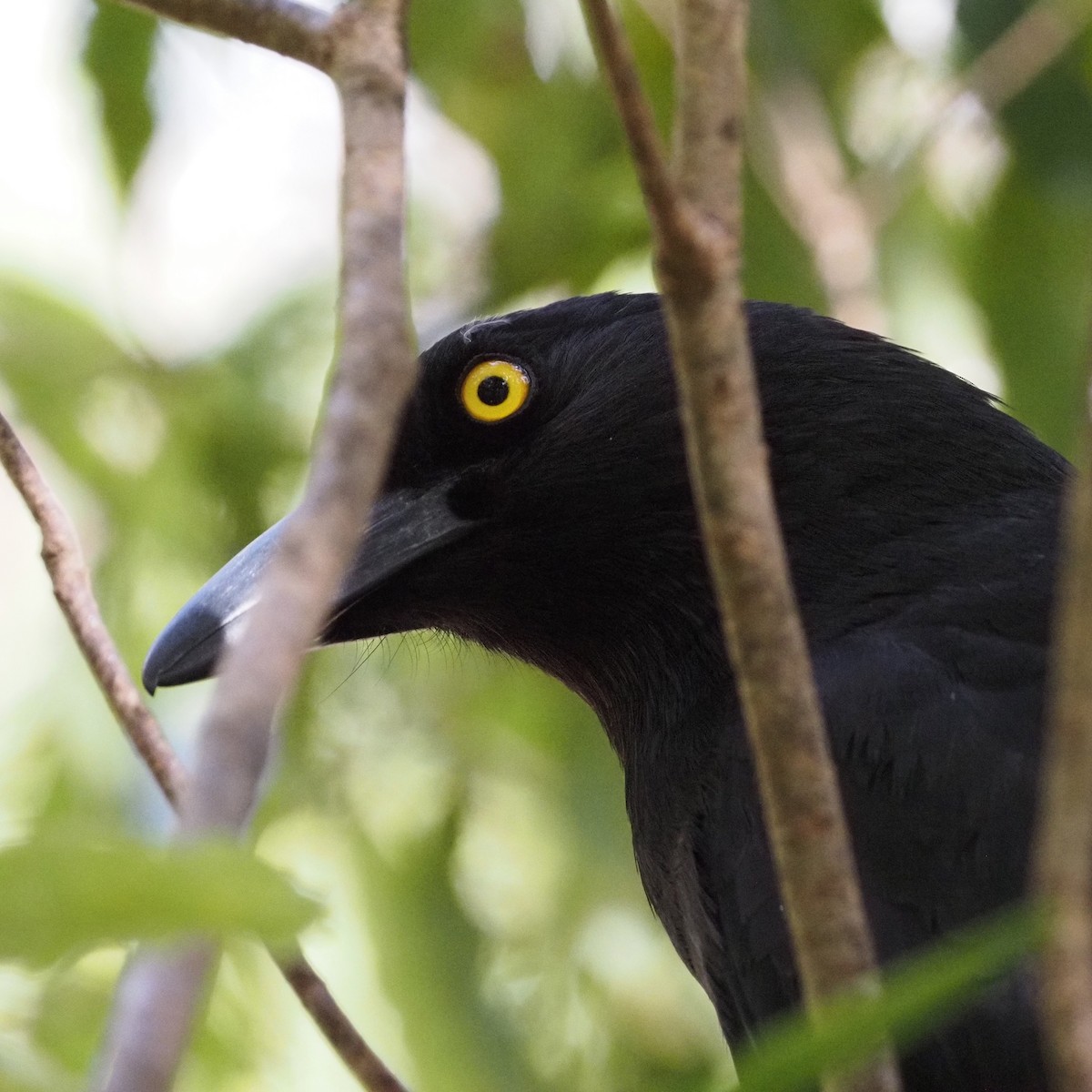 Pied Currawong - ML643025739