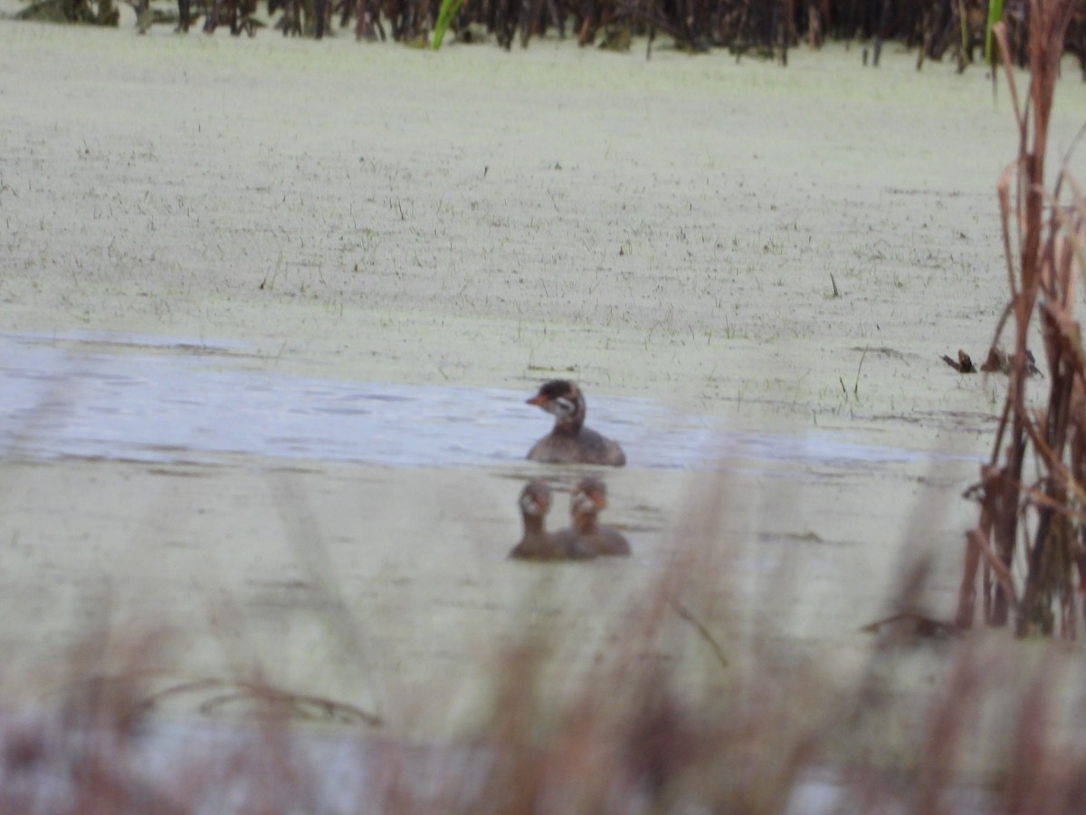 Pied-billed Grebe - ML643025746