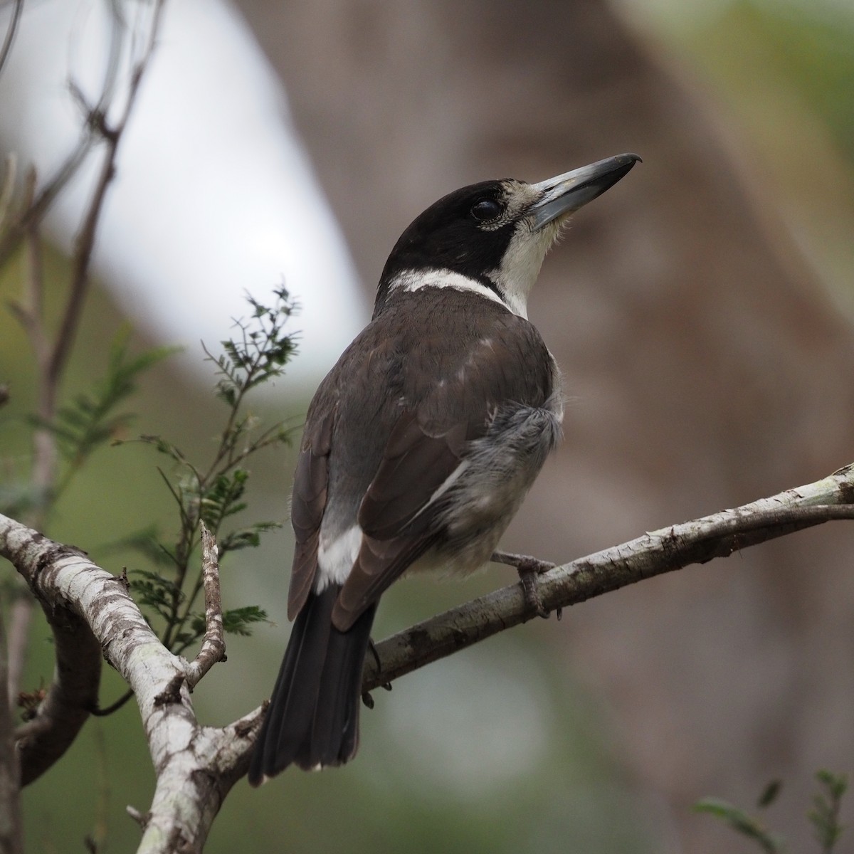 Gray Butcherbird - ML643025761