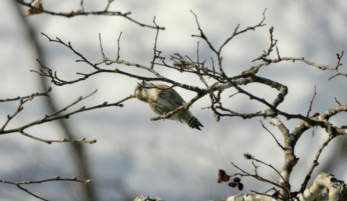 Japanese Pygmy Woodpecker - ML643025765