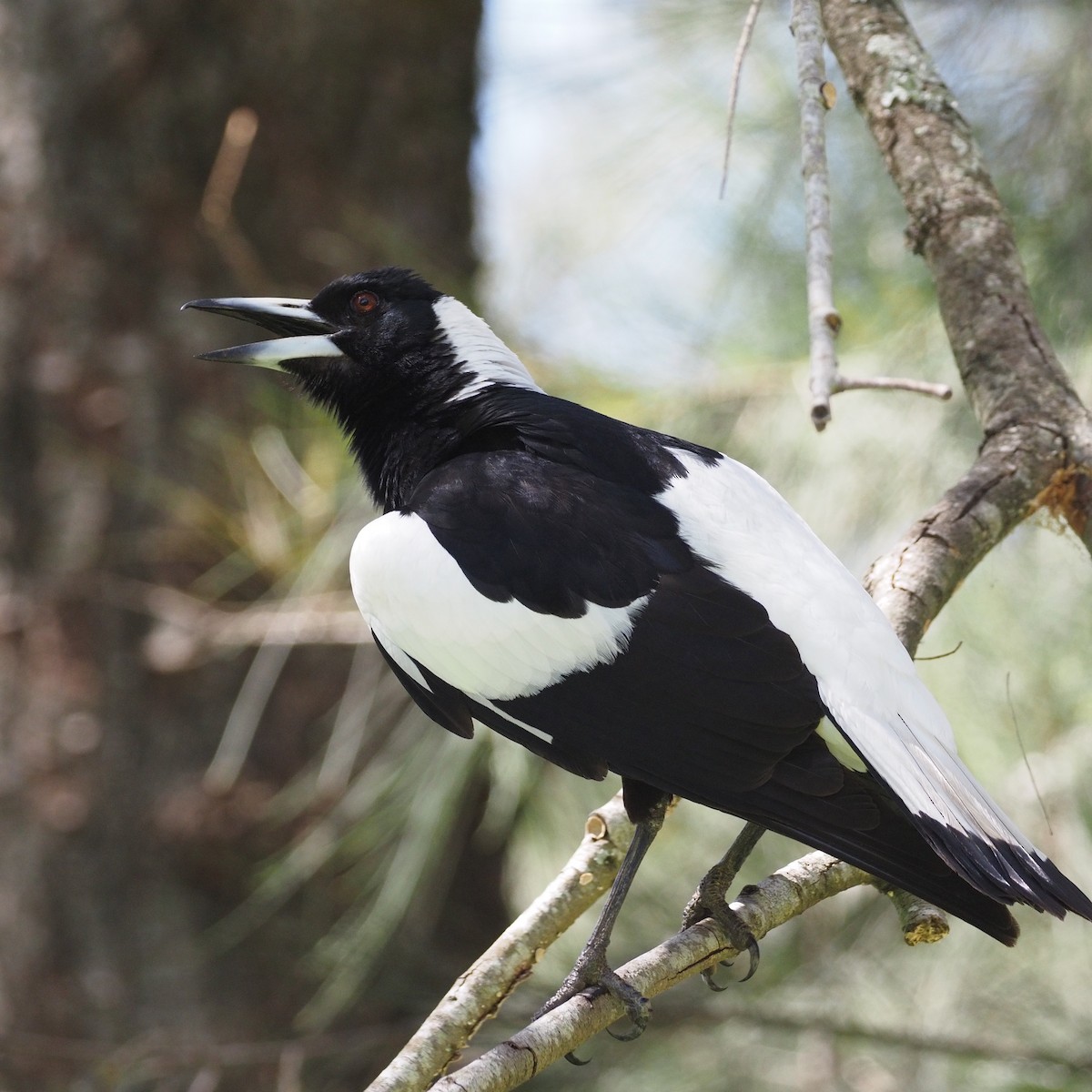 Australian Magpie - ML643025766