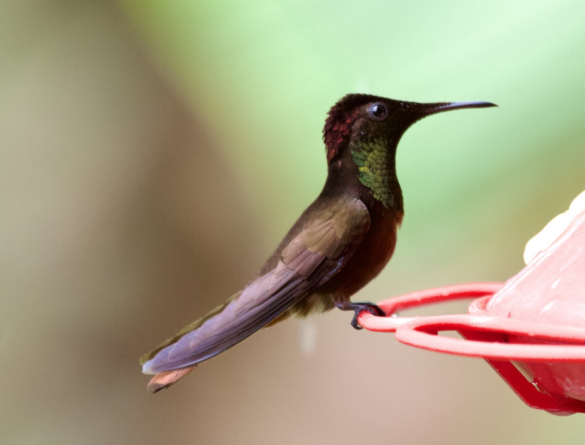 Colibrí Rubí - ML643025767