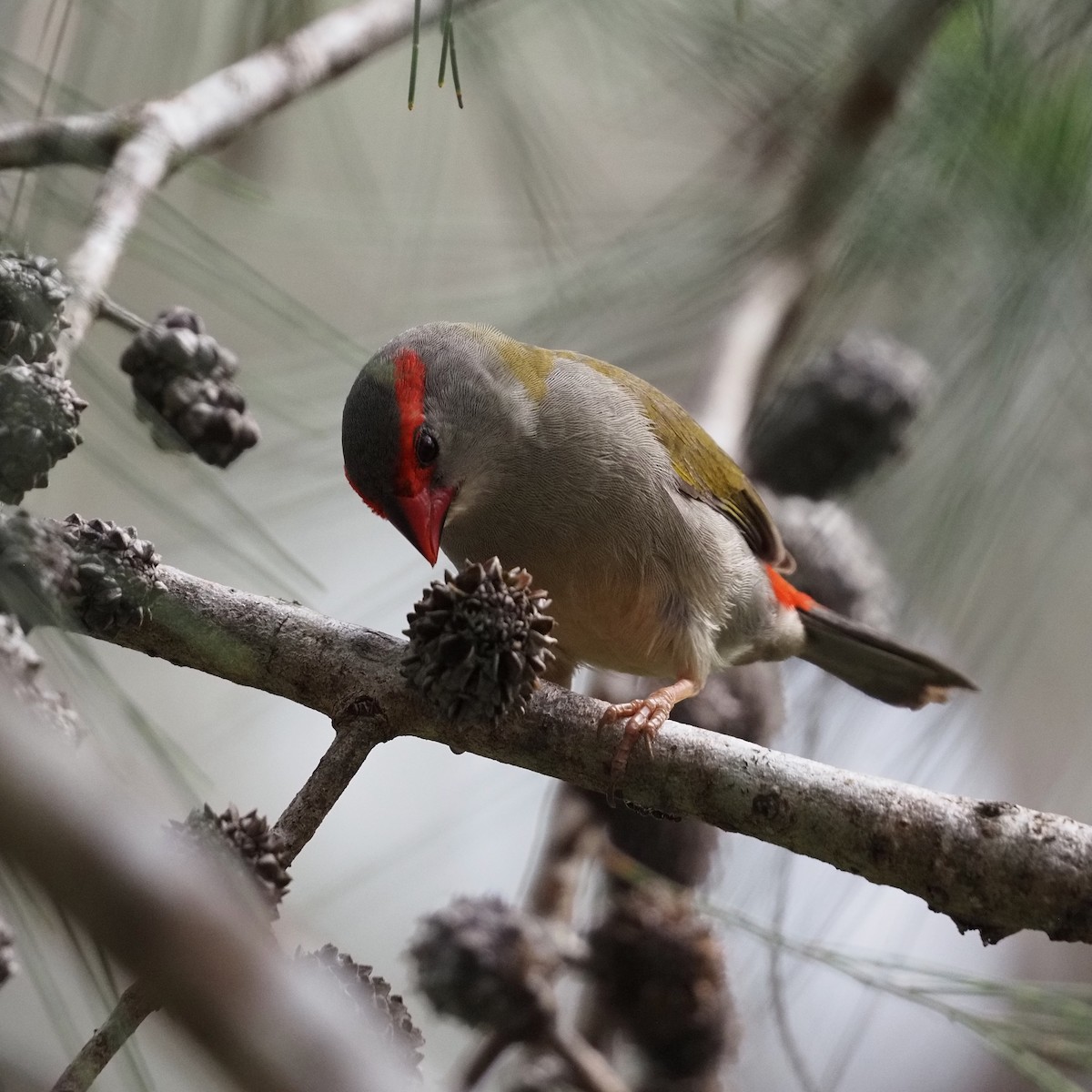 Red-browed Firetail - ML643025768