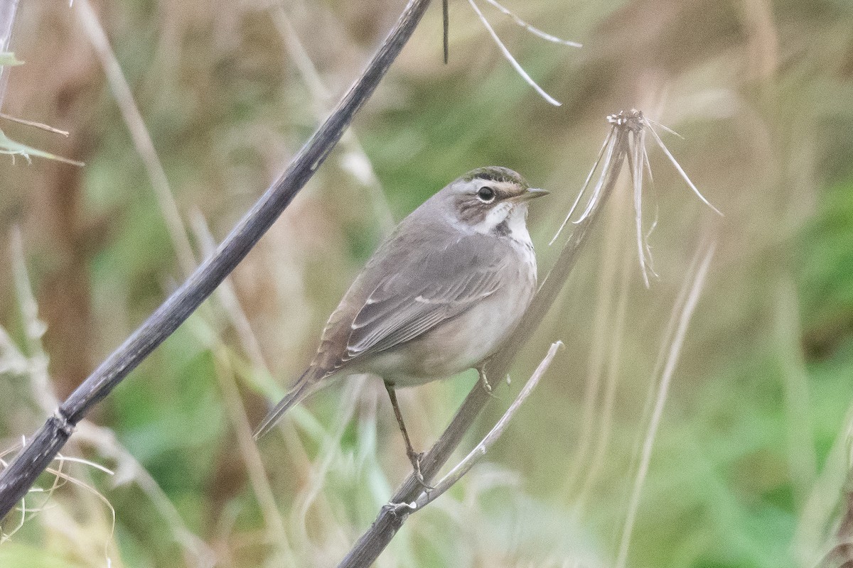 Bluethroat - ML643025787