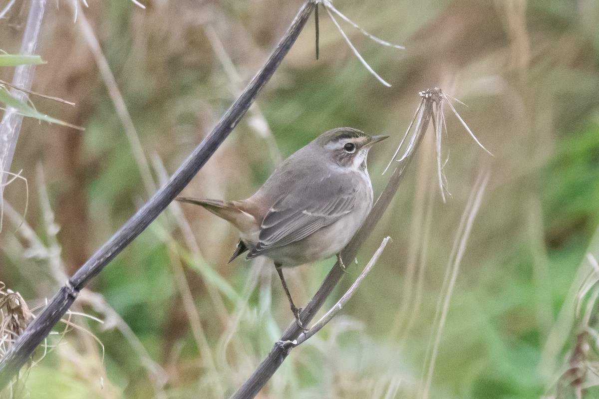 Bluethroat - ML643025788