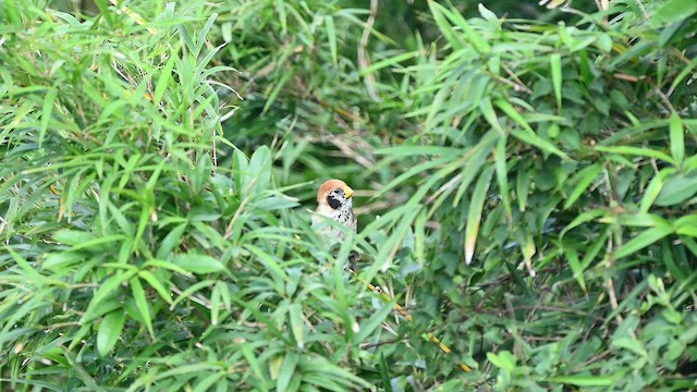 Spot-breasted Parrotbill - ML643025791