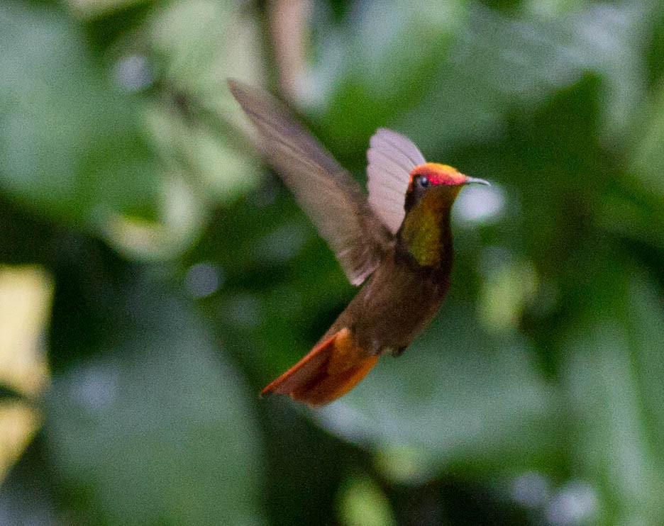 Colibrí Rubí - ML643025792