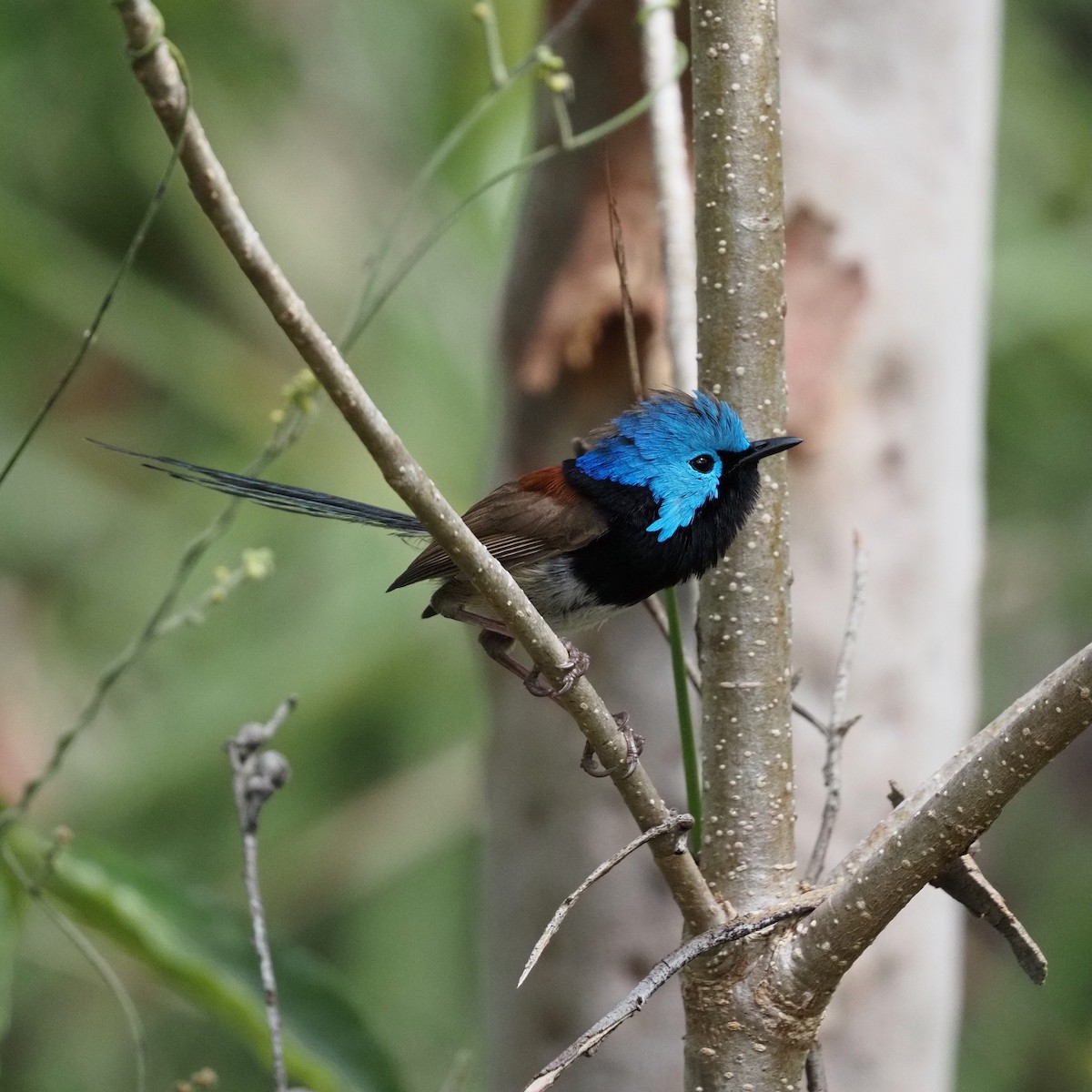Variegated Fairywren - ML643025795