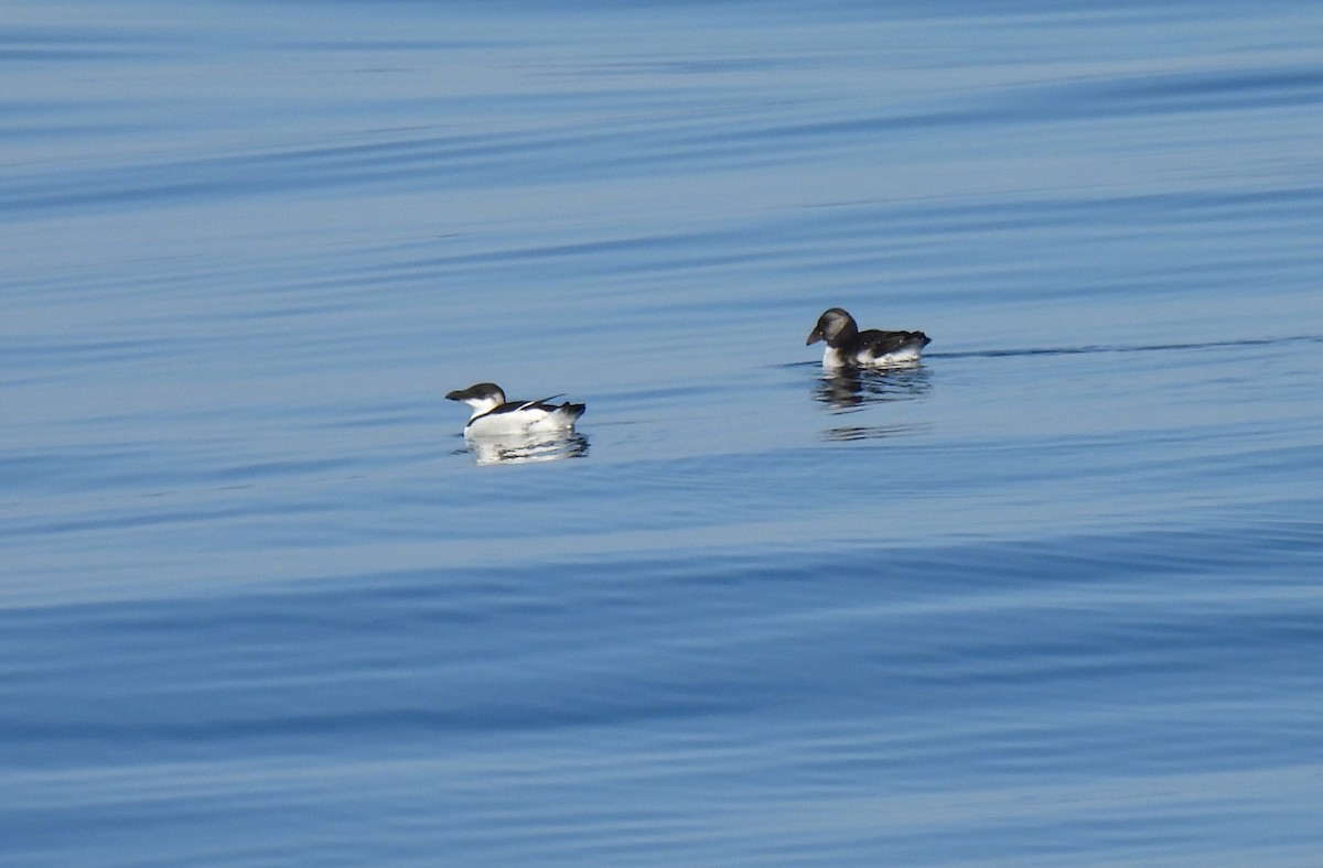 Razorbill - ML643025817
