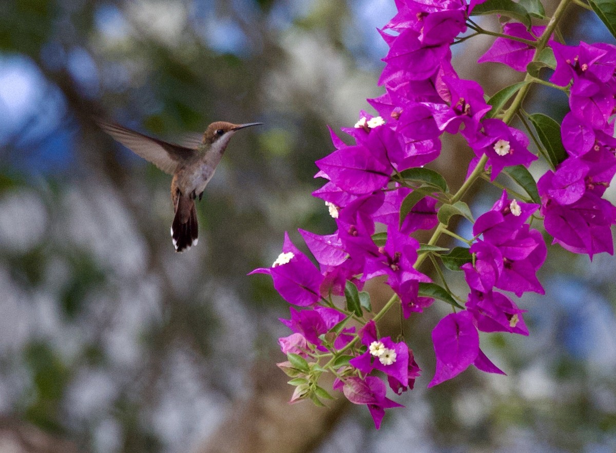 Colibrí Rubí - ML643025873
