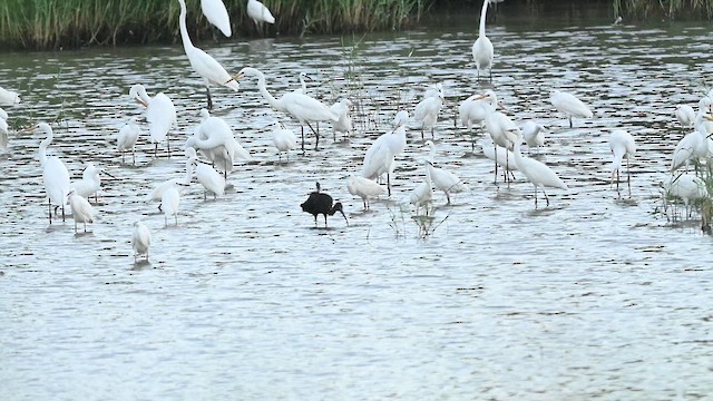 Glossy Ibis - ML643025883