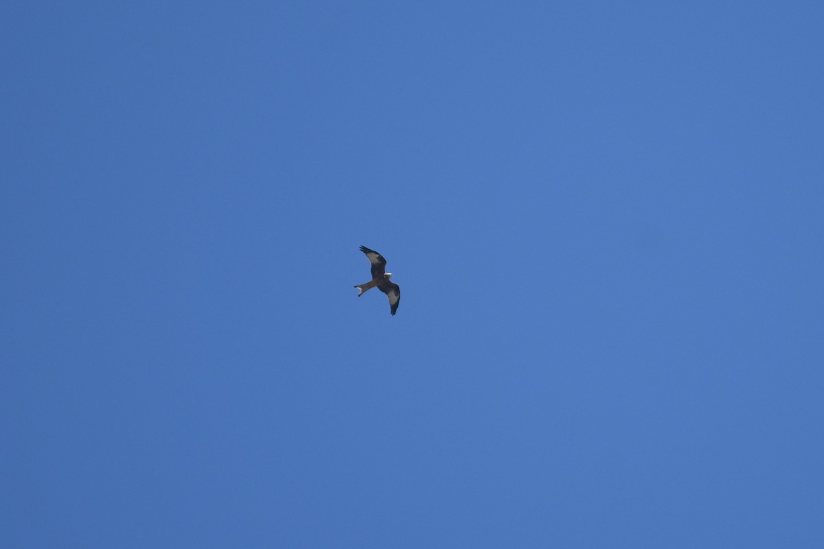 Red Kite - ML643025921