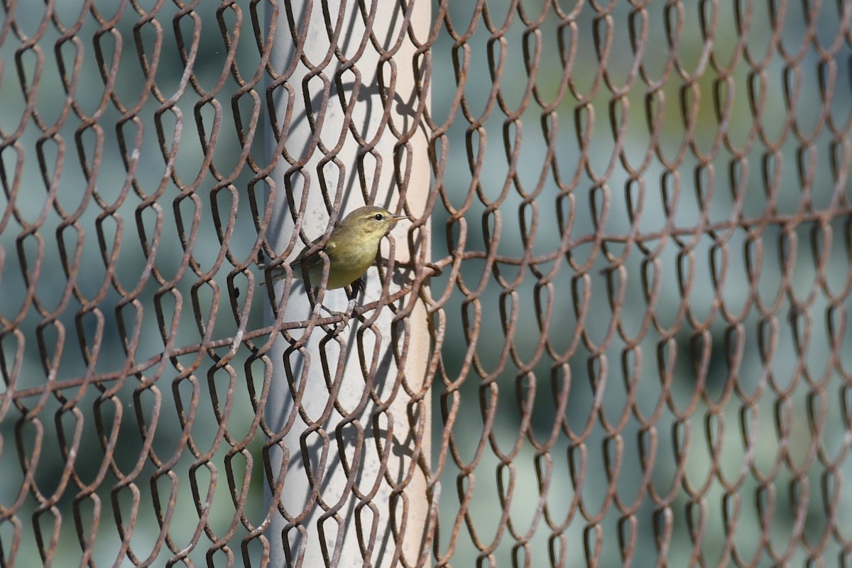 Willow Warbler - ML643025955