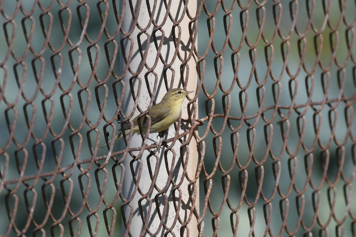 Willow Warbler - ML643025956