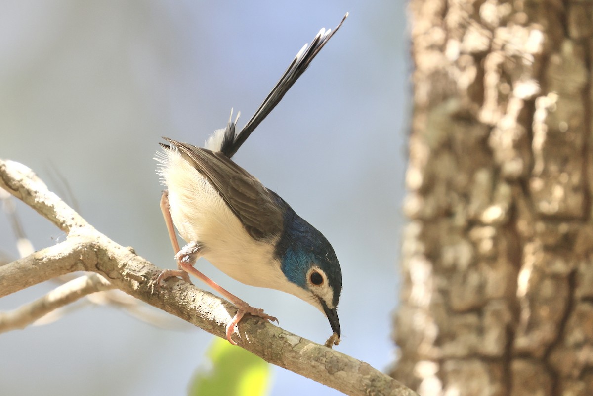 Lovely Fairywren - ML643025957