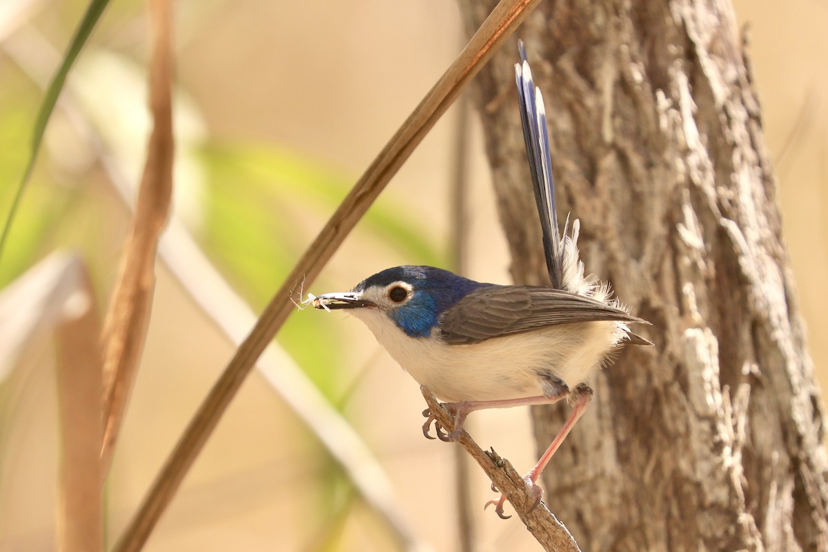 Lovely Fairywren - ML643025958