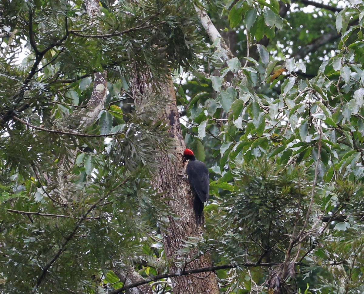White-bellied Woodpecker - ML643025963