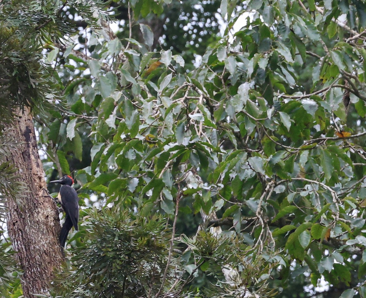White-bellied Woodpecker - ML643025964