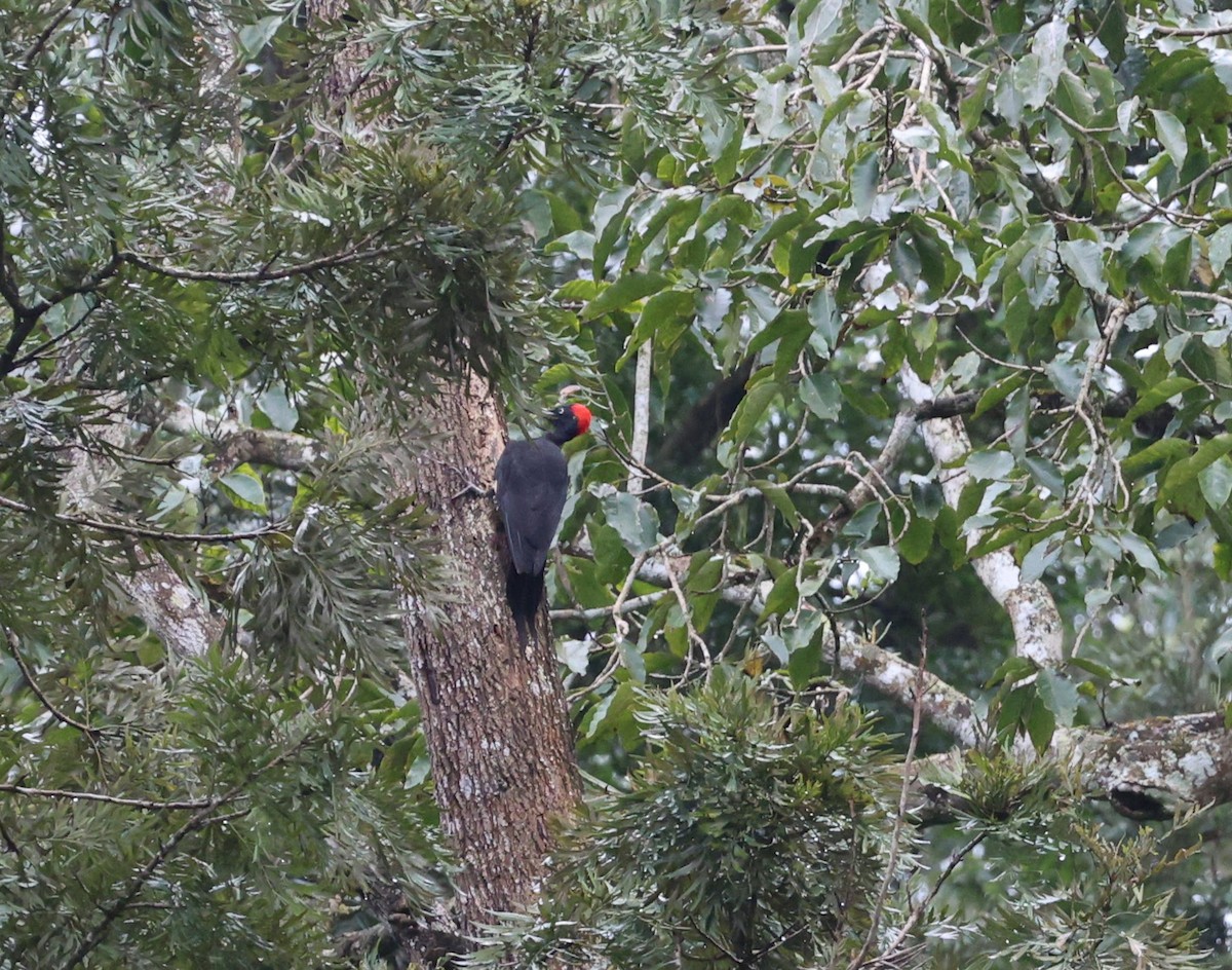White-bellied Woodpecker - ML643025965