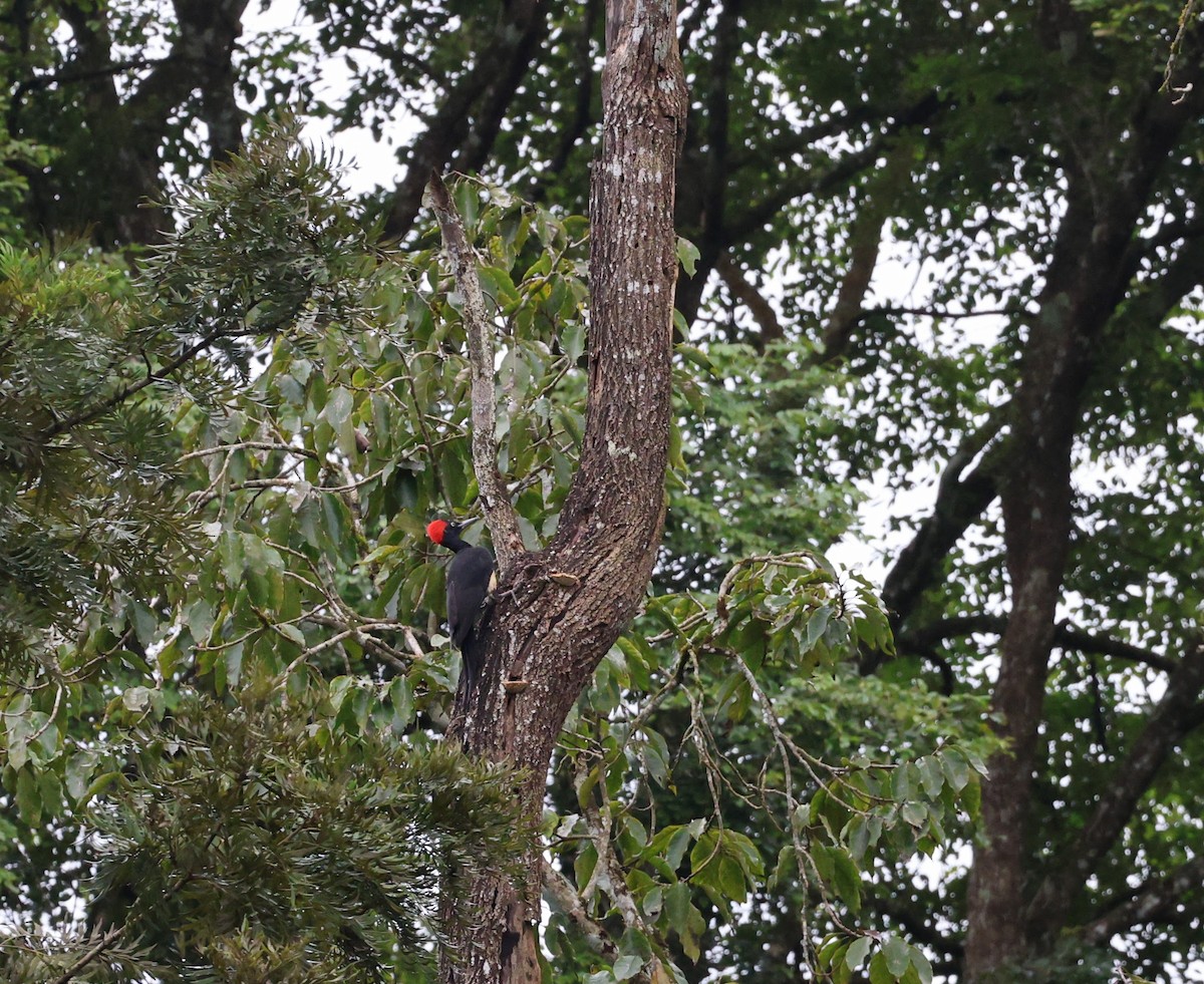 White-bellied Woodpecker - ML643025966