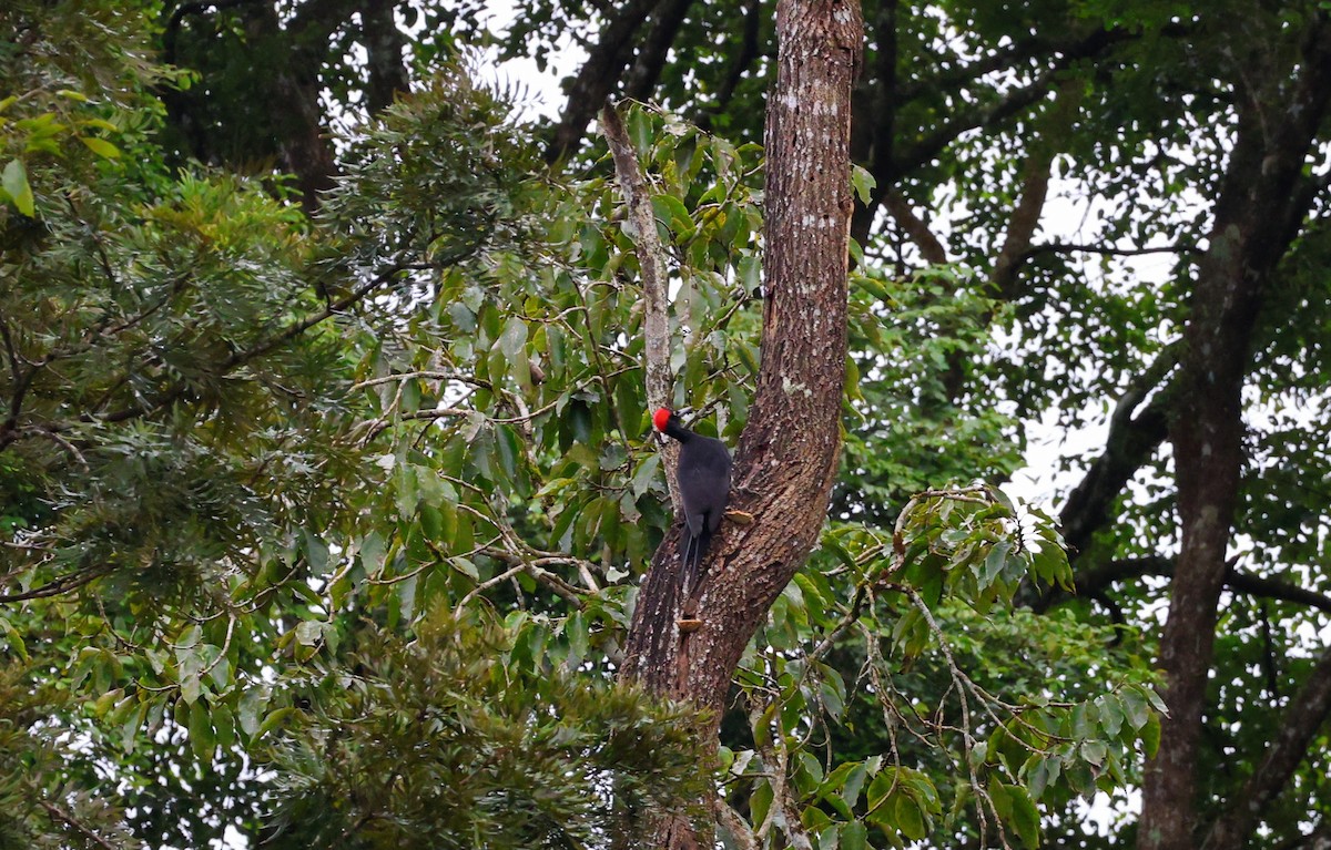 White-bellied Woodpecker - ML643025967