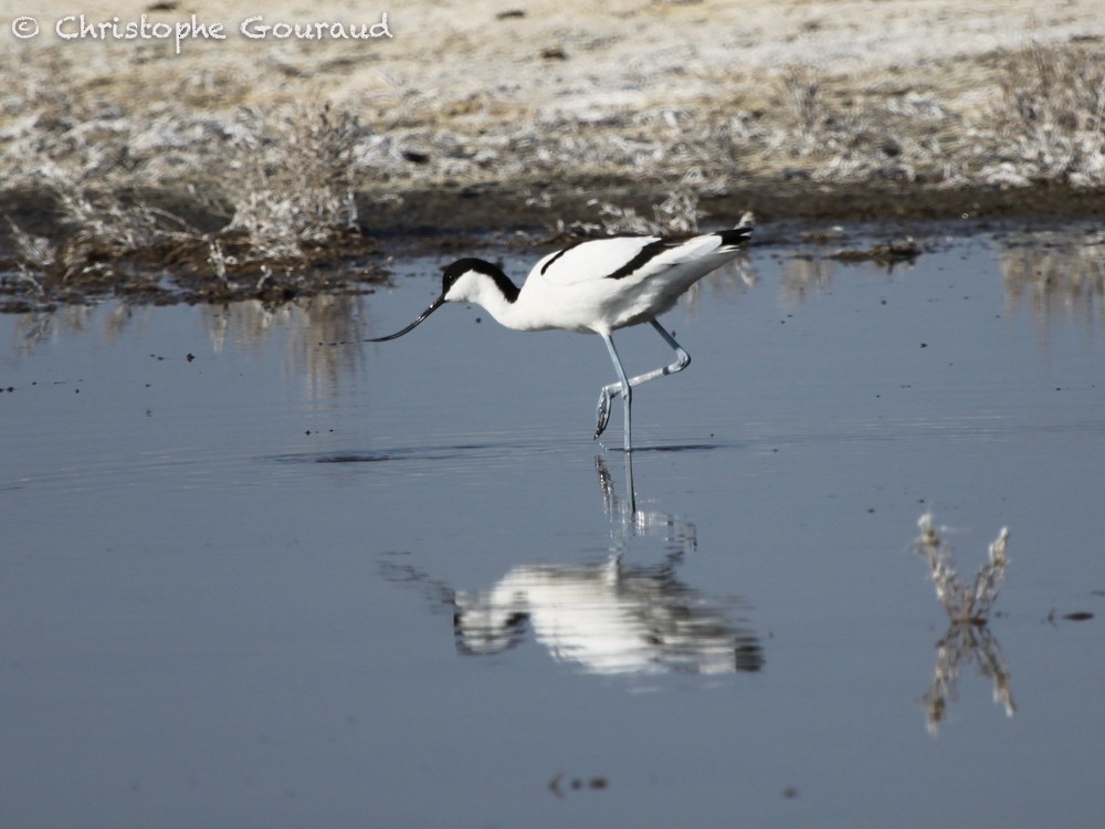 Avocette élégante - ML64302601